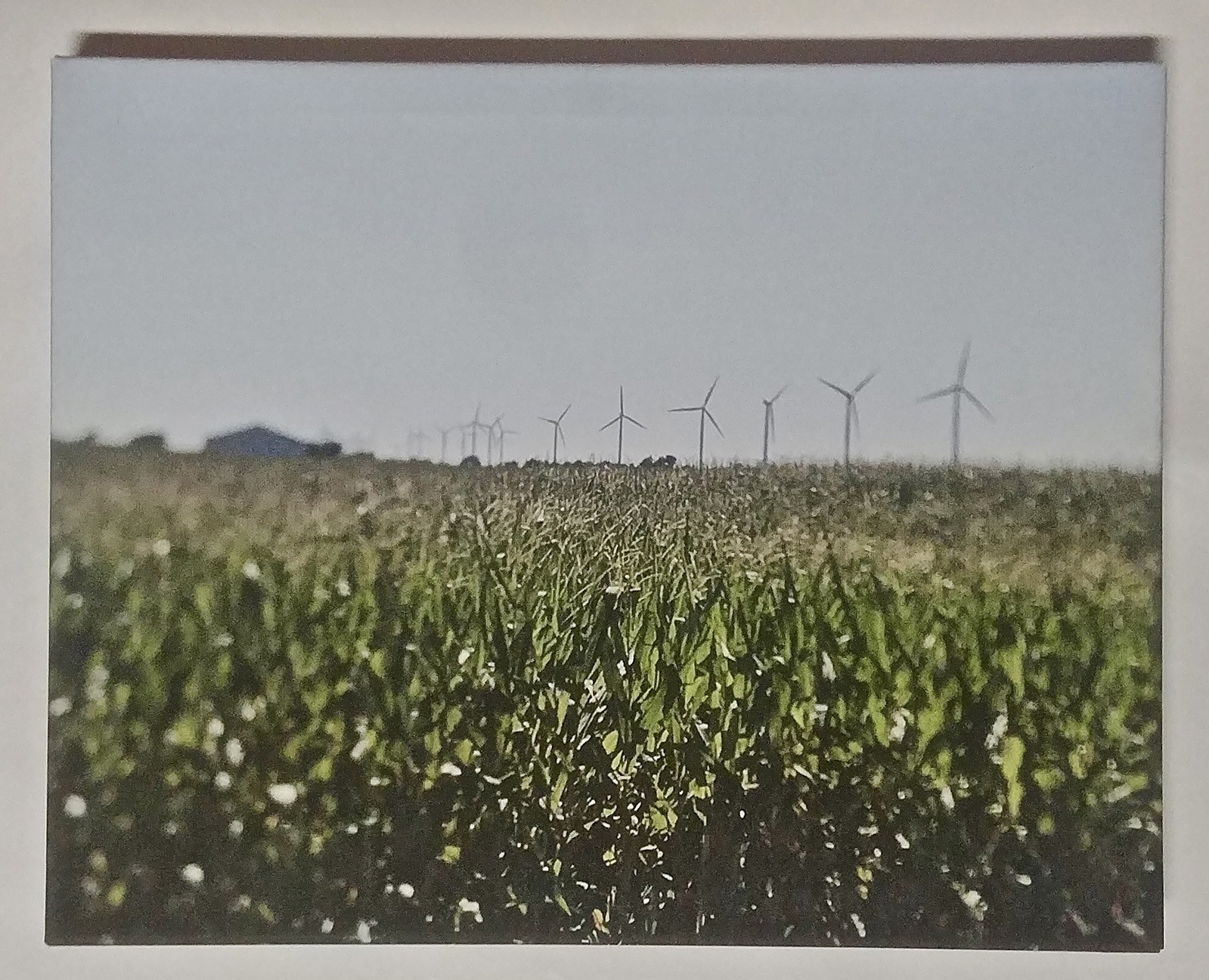 “Indiana Summer” by Tara Scott, Photography on canvas